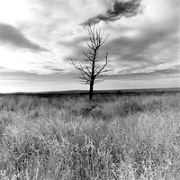 Lonely Tree
