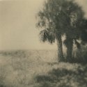 Ft. Fredrica Palm