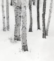 Aspens in Snow