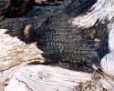 Burnt driftwood