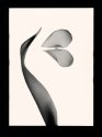 Tulip Photogram