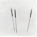 Cattails in Snow