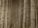 Van Road Pines 3