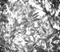 Hyperspace Arbutus