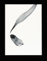 Tulip photogram 02
