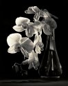 Phalenopsis