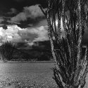 Ocotillos on Pinto Basin Road