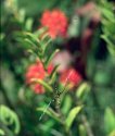 Kauai: spider at the garden