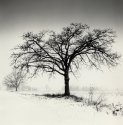 Rural Trees