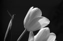 Macro Tulips