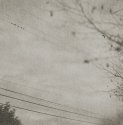 Six sparrows. Gelatin silver print
