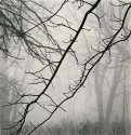 Branches, Eagle Creek