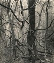 Tangles, Eagle Creek