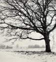 Winter Farmlands
