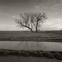 Tree Revisited