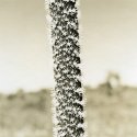 Grass Tree Flowering