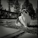 Rest in peace, little Finneus.