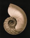 Nautilus - Lith