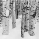 Aspens in Snow 2