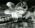 underpass and lily
