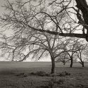 Trees Along White Rock Road