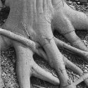 Trunk to roots