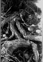 Roots