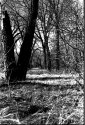 Trees at the river