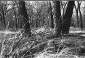 More Trees