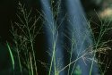 Grasses and Waimea Falls