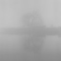 Tree and Pond