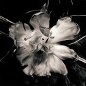 Tulip 2