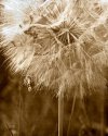 Dandelion lith