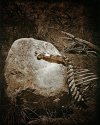 Bones