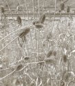 thistle and rail