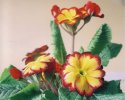 Primula