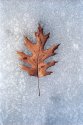 Leaf in Ice
