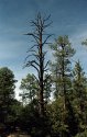 Beauty Canyon snag