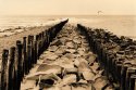 Waterside Vlieland - De Meeuw