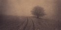 Tree, track, frost and mist