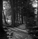 Path at Carl Sandburg house North Carolina