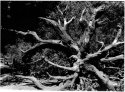 Downed redwood tree
