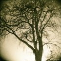back lit tree
