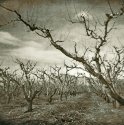 orchard