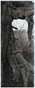 xpan - tree ladder