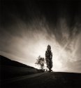 Cottonwood