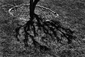 treeshadow