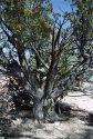 Ash Mesa juniper