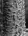 Sharp Tree, Sharp Film