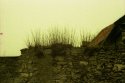 Overgrown wall